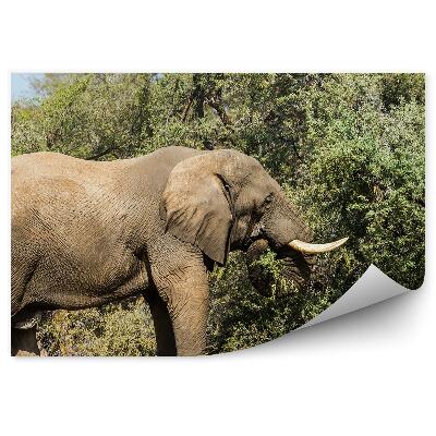 Papier peint Eléphant Arbre Feuilles Nature Ciel Savane Afrique