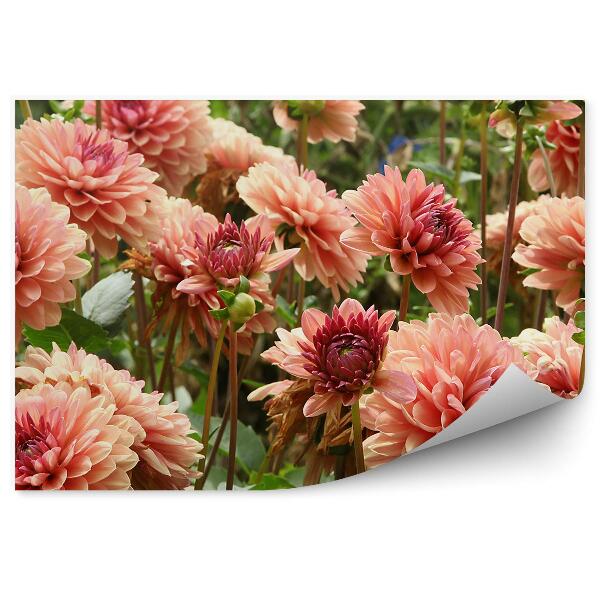 Papier peint Fleurs de dahlia orange fond vert