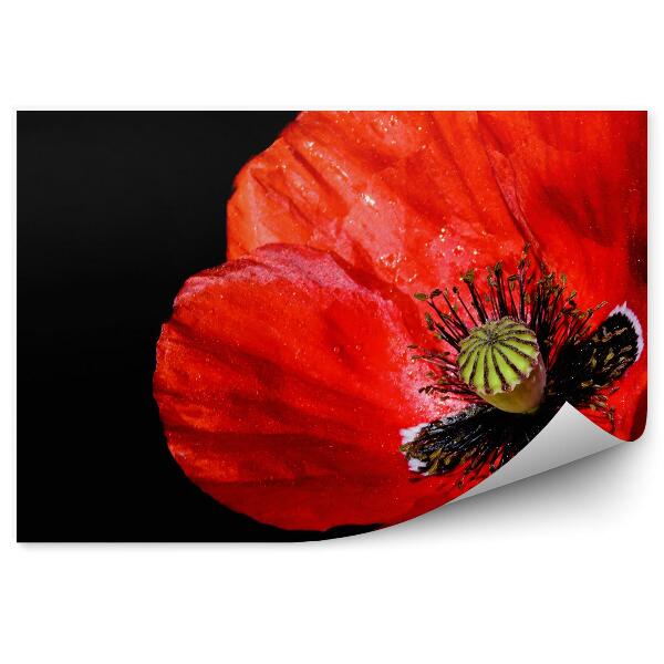 Papier peint Fleur de coquelicot fond noir plante