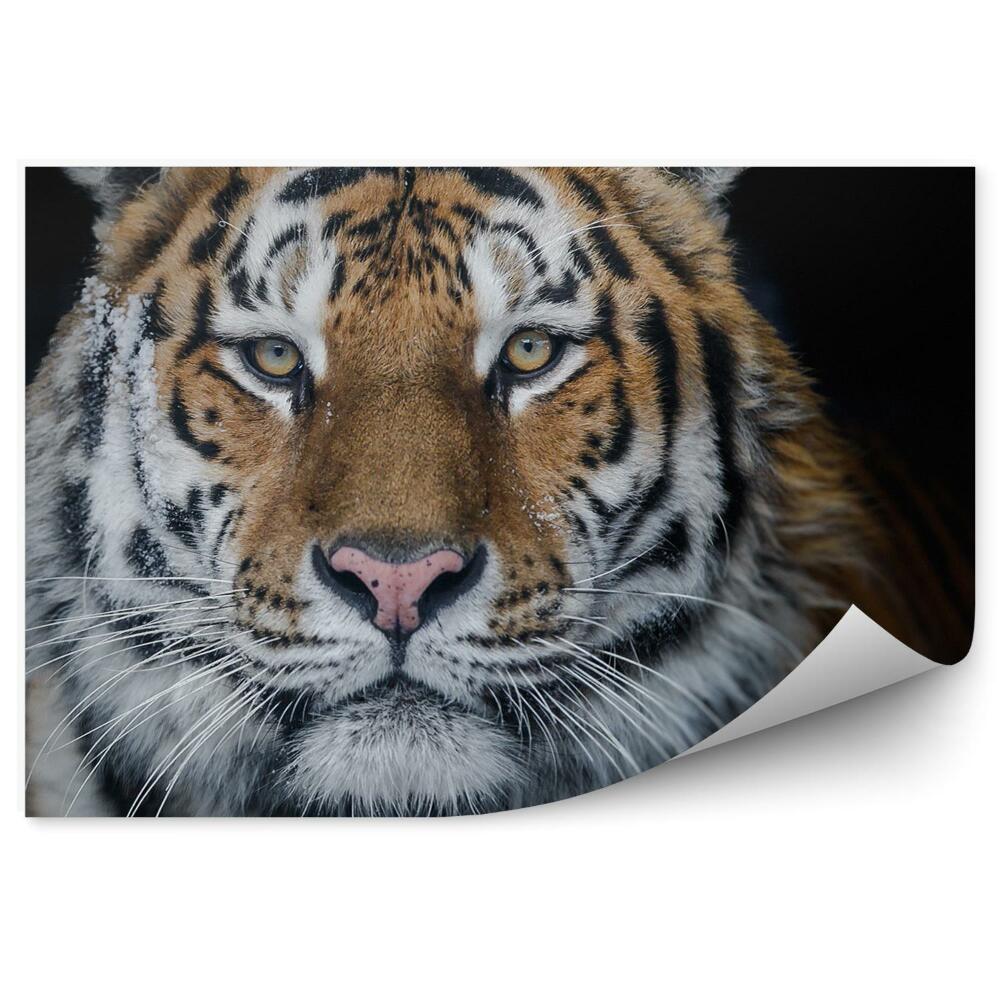 Papier peint Tigre De L'amour