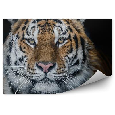 Papier peint Tigre De L'amour