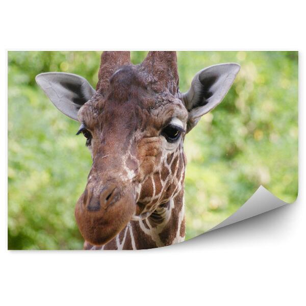 Papier peint Portrait de girafe nature végétation