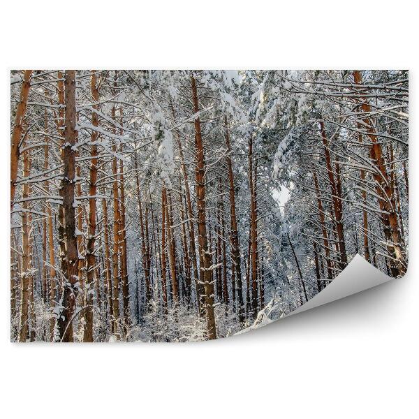 Papier peint Forêt De Conifères Soleil Fougères