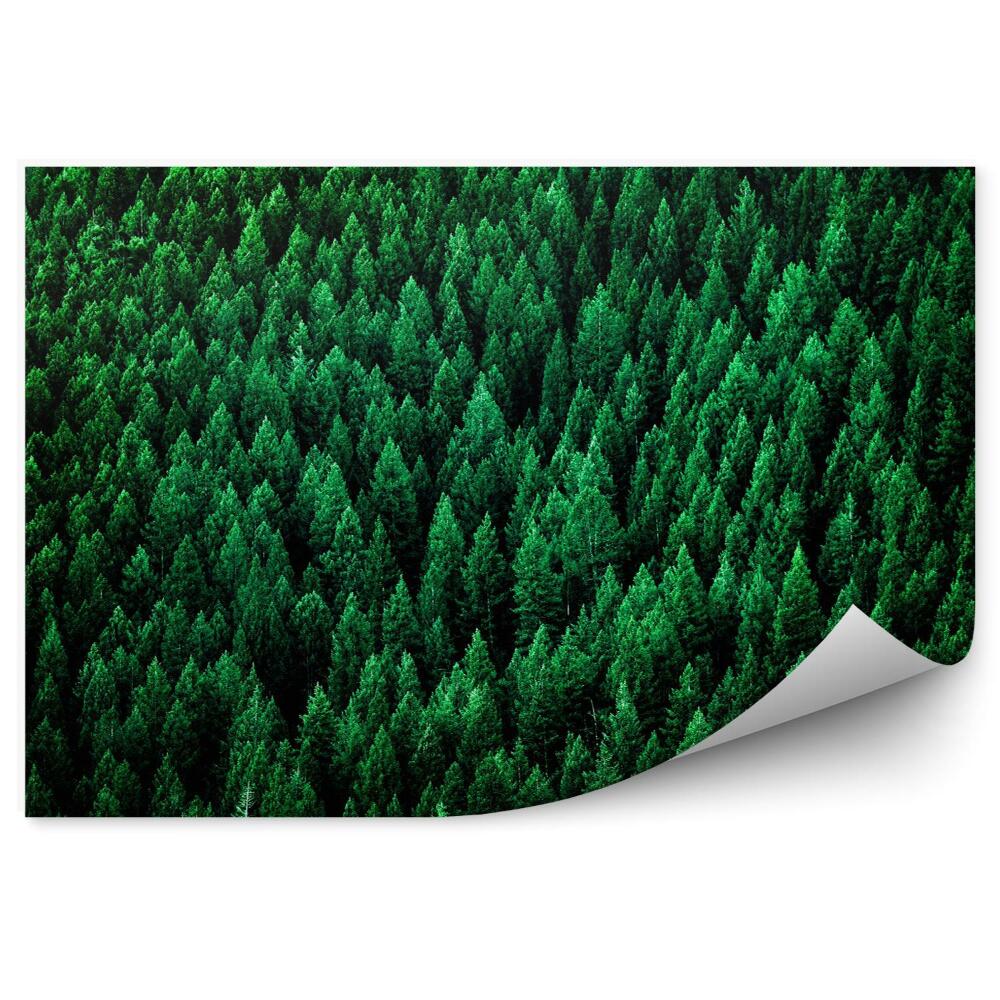 Papier peint Forêt de pins dans les montagnes