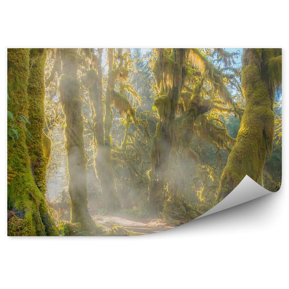 Papier peint Arbres Mousse Sentier forestier