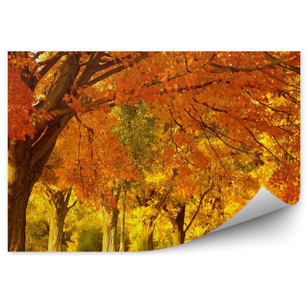 Papier peint Parc d'Automne Arbres Orange Lumière