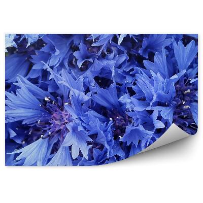 Papier peint Bleuets en gros plan sur inflorescences