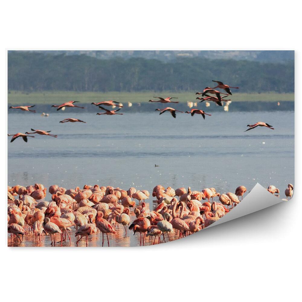 Papier peint Flamants roses en troupeau animaux aquatiques