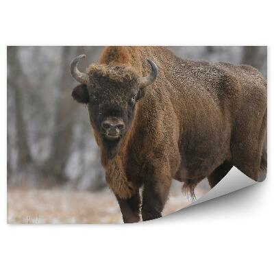 Papier peint Bison Européen Sur Une Prairie Gelée