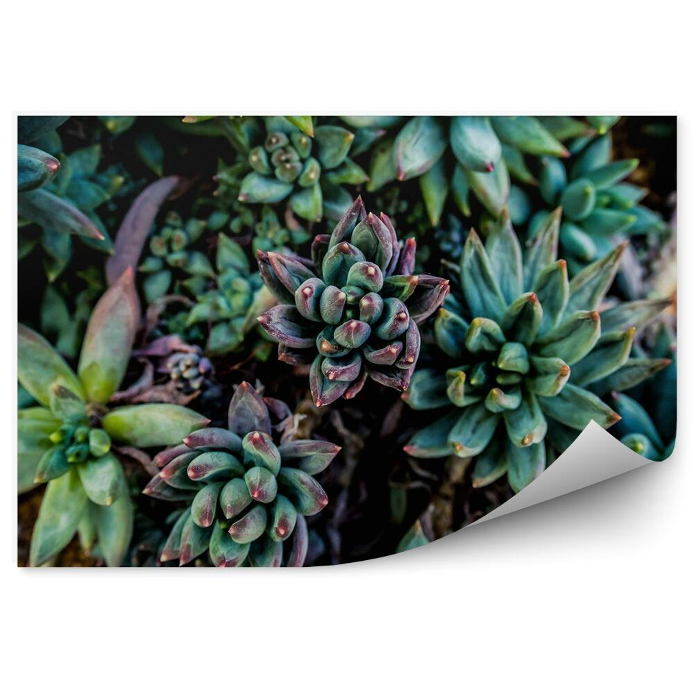Papier peint Fond vert Végétation Nature Succulentes