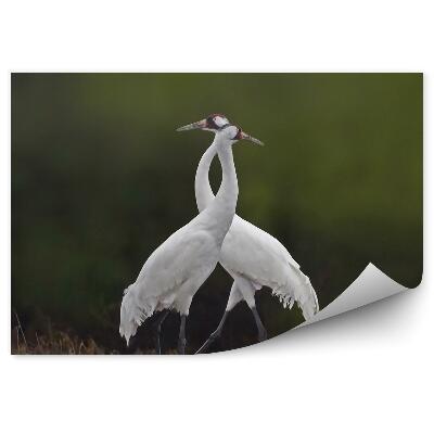 Papier peint Deux Grues Blanches Dans Une Prairie