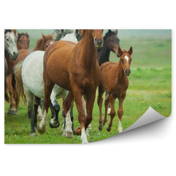 Papier peint Troupeau De Chevaux Poulains Dans L'herbe