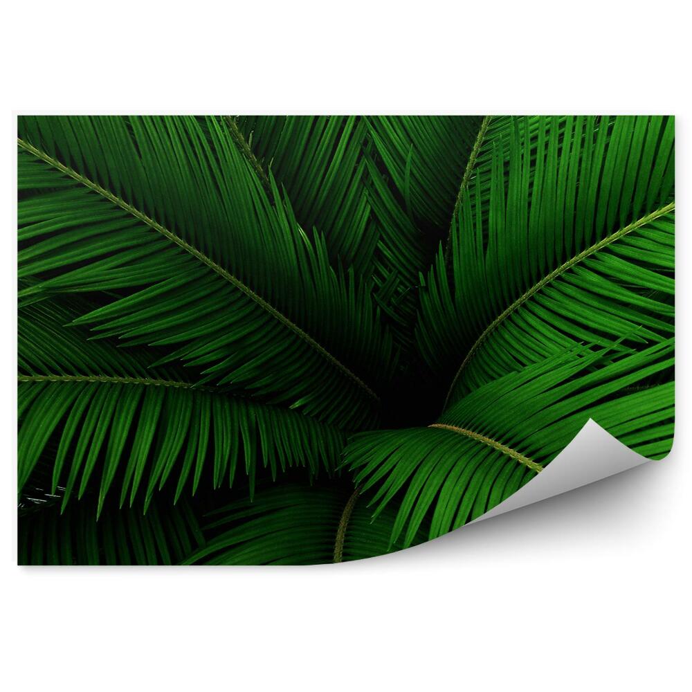 Papier peint Feuilles de palmier vertes Nature