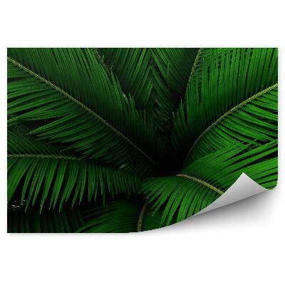 Papier peint Feuilles de palmier vertes Nature