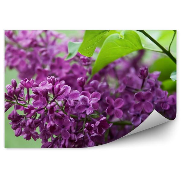 Papier peint Feuilles de lilas violet fond vert