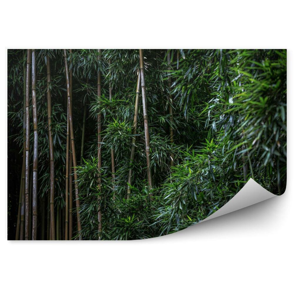 Papier peint Forêt de bambous verts