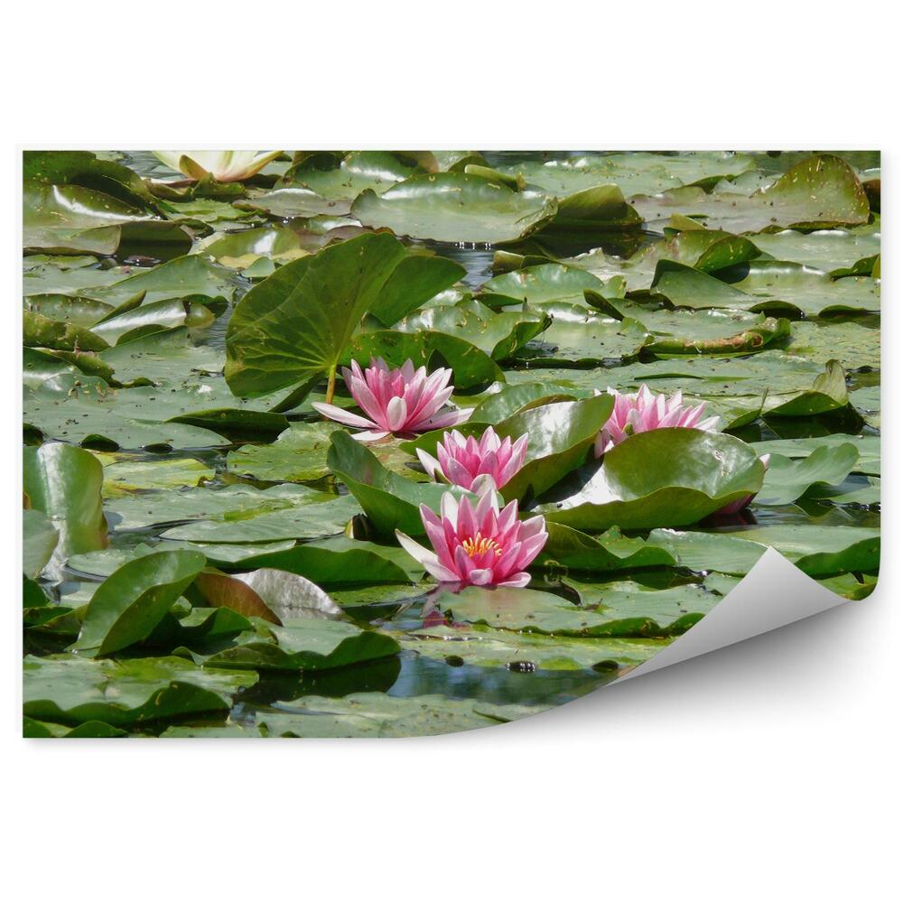 Papier peint Nénuphars fleurs feuilles eau