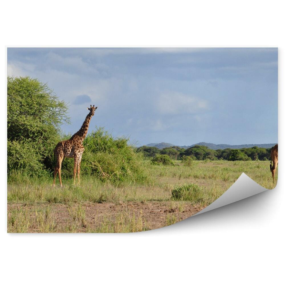 Papier peint Girafe Herbe Terre Ciel Nuages