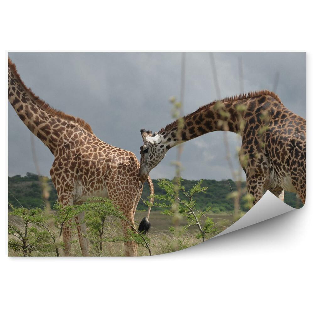 Papier peint Couple De Girafes Feuilles D'arbre Parc Safari Namibie