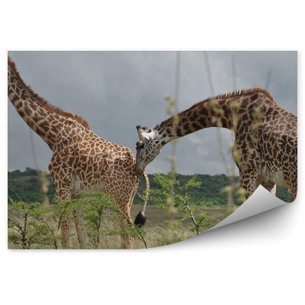 Papier peint Couple De Girafes Feuilles D'arbre Parc Safari Namibie