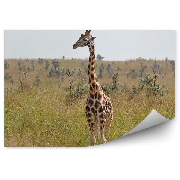 Papier peint Girafe Herbe Herbe Bush Route Ciel Sawanna