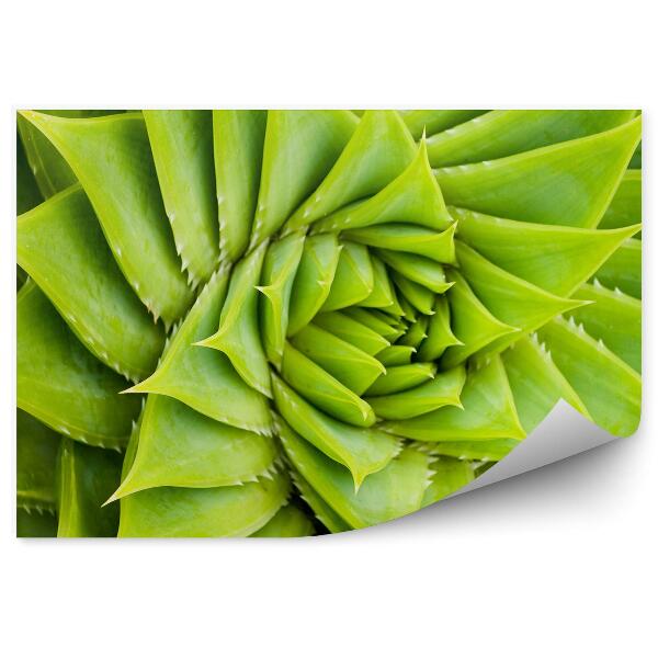 Papier peint Cactus vert en spirale Plante naturelle