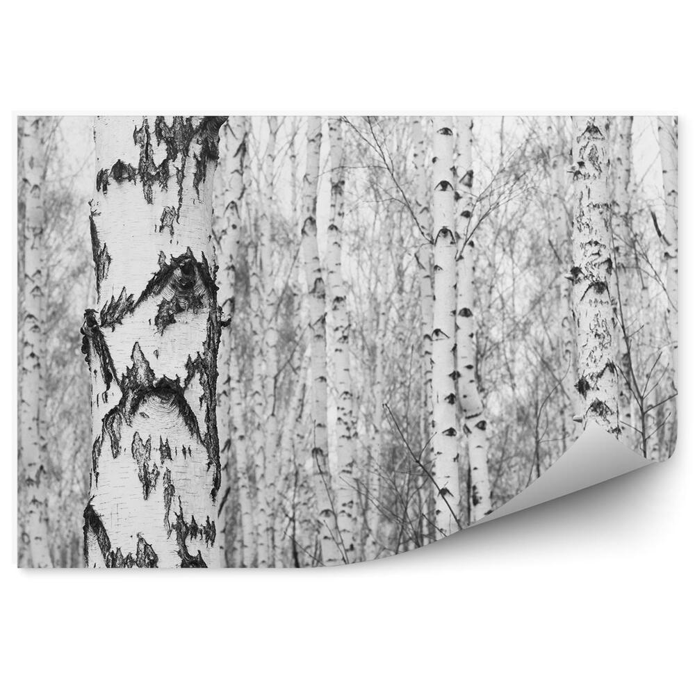 Papier peint Forêt De Bouleaux Noir Et Blanc