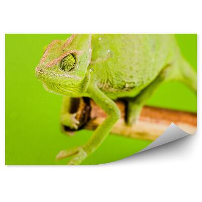 Papier peint Caméléon Vert Sur Fond Vert