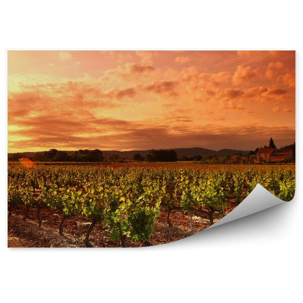 Papier peint Coucher De Soleil Vignobles Maisons Nuages Sol Plantes