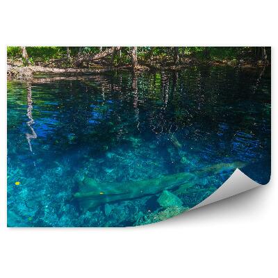 Papier peint Lac bleu dans la forêt vierge