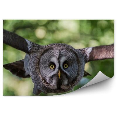 Papier peint Chouette Grise En Vol