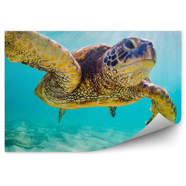 Papier peint Turtle Beach Sky Hawaii