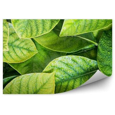 Papier peint Feuilles vertes tropicales Gouttes d'eau