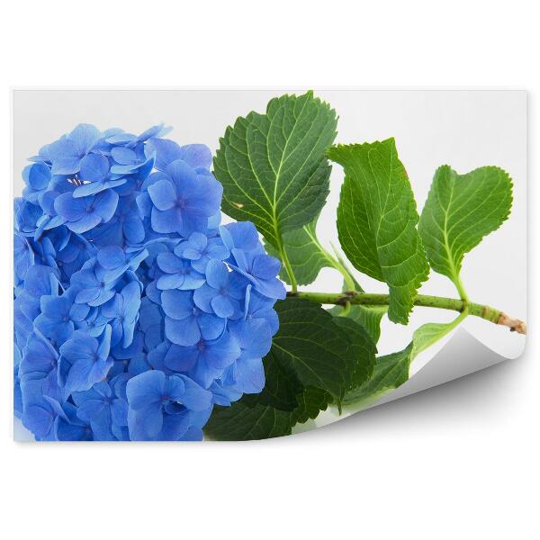 Papier peint Hortensia bleu fond blanc