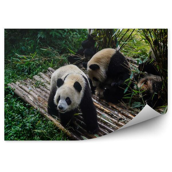 Papier peint Panda Sur Une Plate-Forme De Bambou