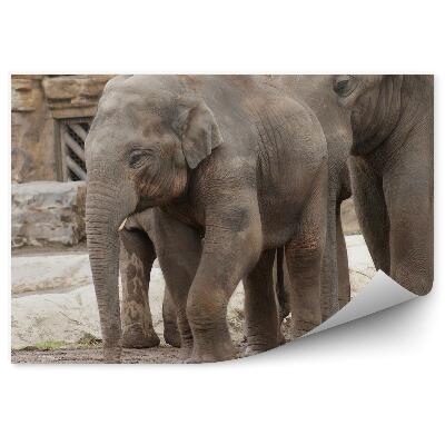 Papier peint Éléphant Indien