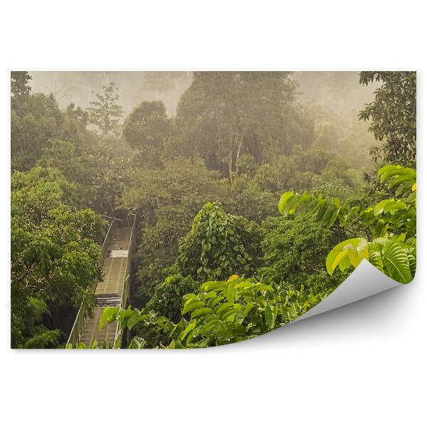 Papier peint Forêt pluvieuse Verdure Pont en bois