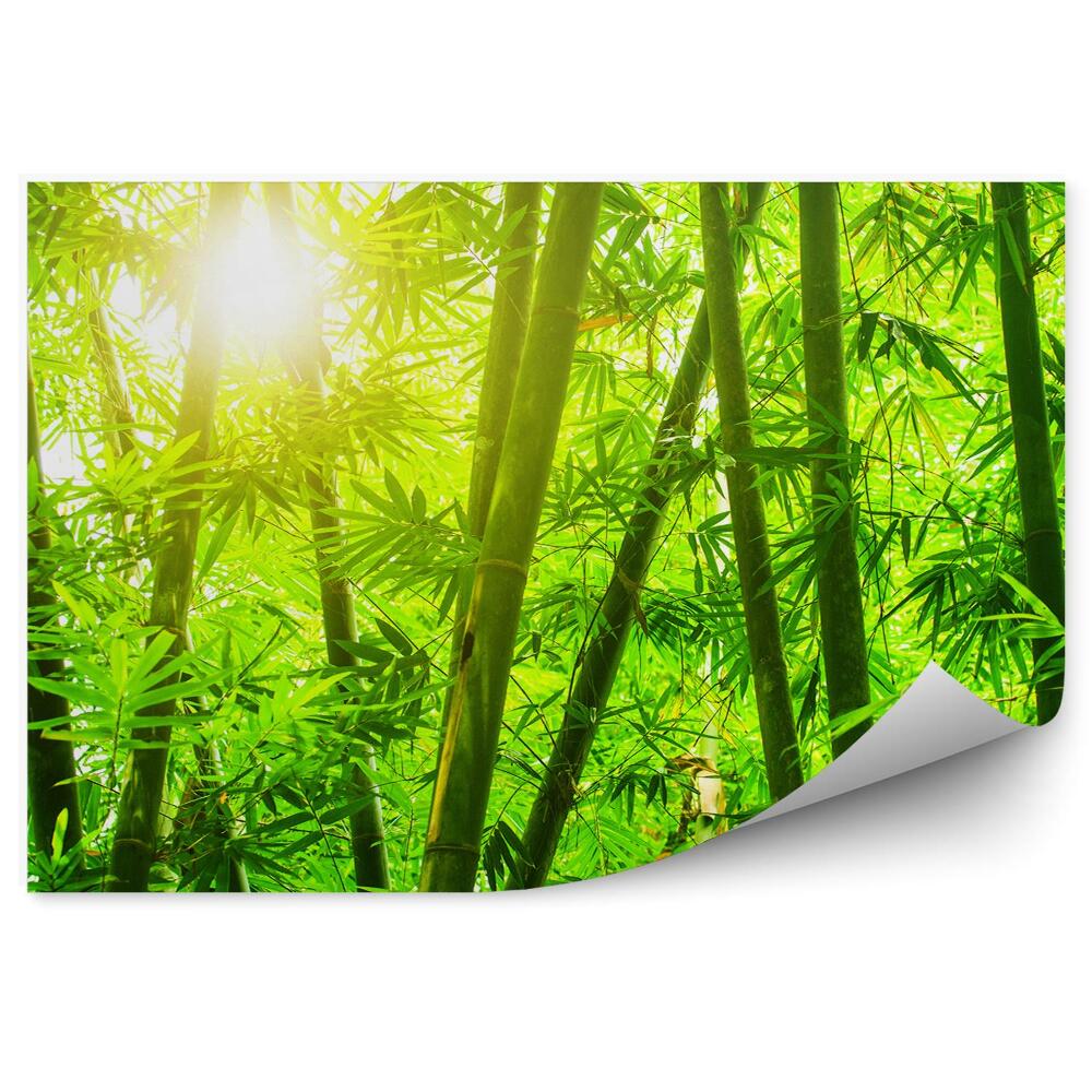 Papier peint Forêt de bambous asiatiques ensoleillée