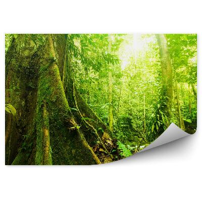 Papier peint Arbres Mousse Vert Nature Feuilles Lumière