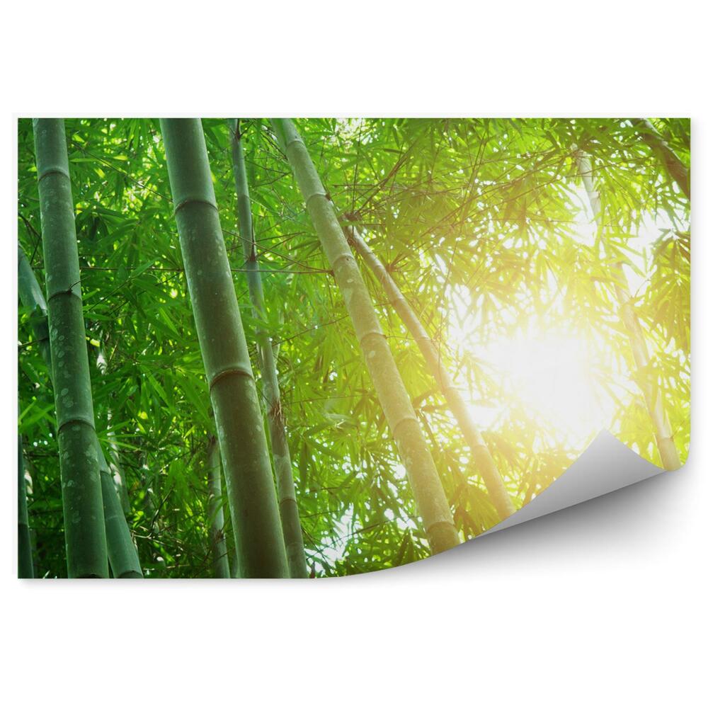 Papier peint Forêt de bambous verts ensoleillés