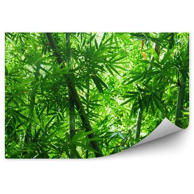 Papier peint Arbres Forêt de Bambous Feuilles Vertes
