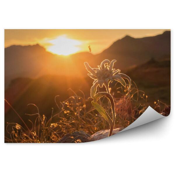 Papier peint Edelweiss Rocher Plantes Coucher De Soleil Vue Alpes