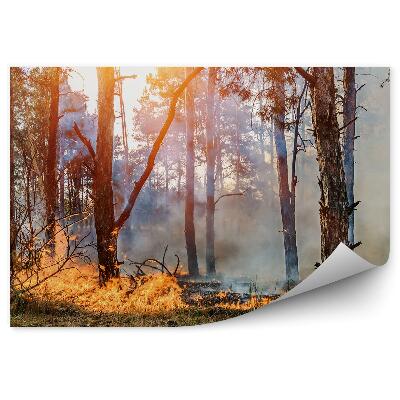 Papier peint Feu de forêt Flammes Fumée Arbres