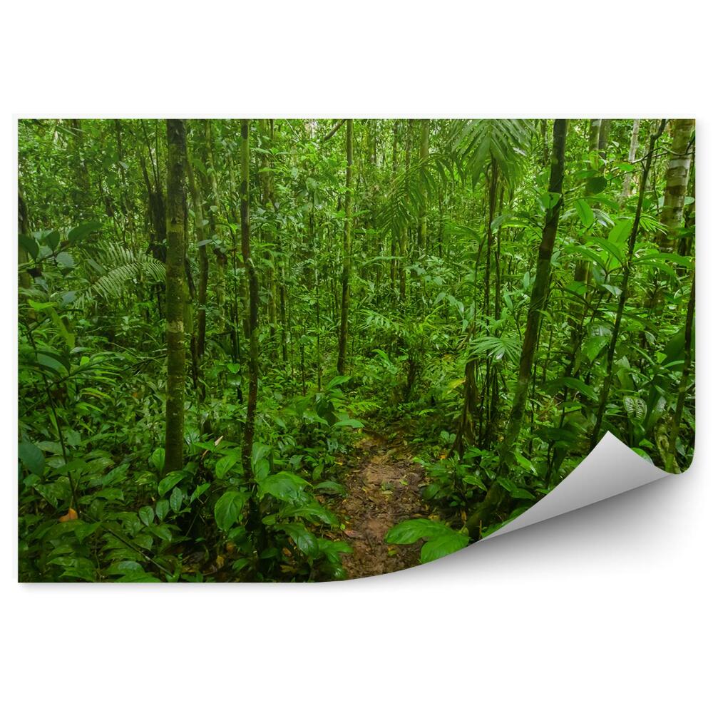 Papier peint Jungle amazonienne Nature Végétation