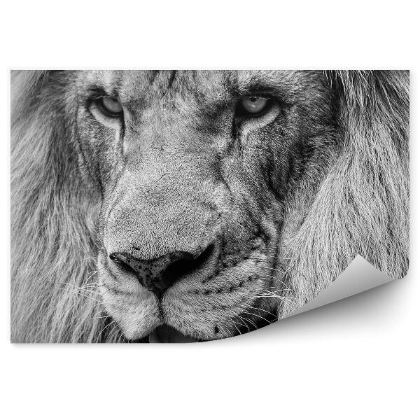 Papier peint Lion d'Afrique noir et blanc