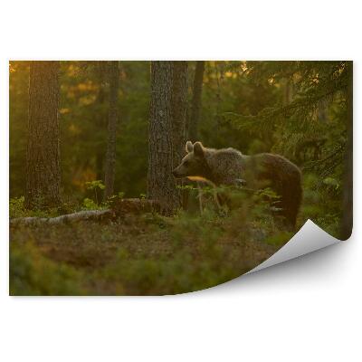 Papier peint Ours Dans La Forêt
