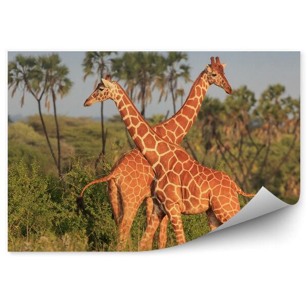 Papier peint Nature arbres herbe girafes animaux