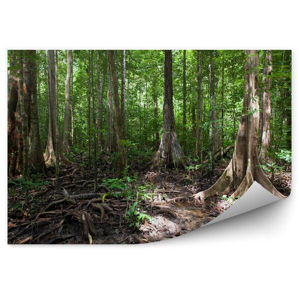 Papier peint Forêt Tropicale Rivière Bateau Ciel Nuages