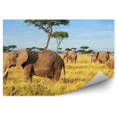 Papier peint Réserve d'éléphants d'Afrique