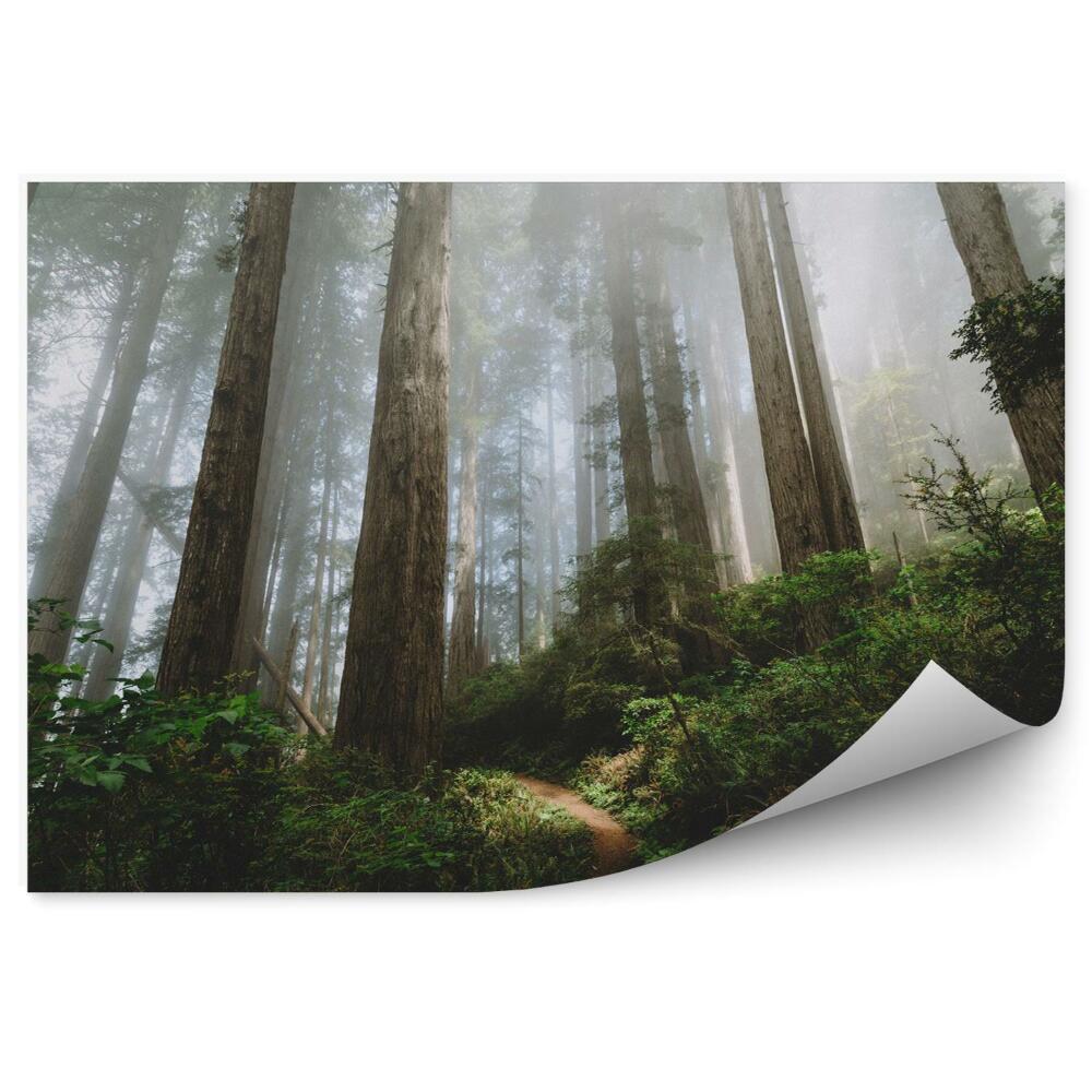 Papier peint Séquoias de Californie du Nord